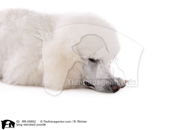lying standard poodle / RR-39882