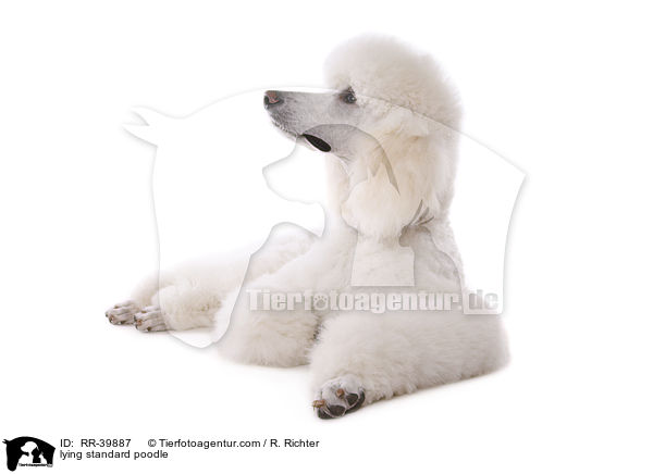 lying standard poodle / RR-39887