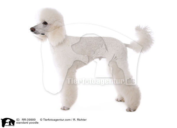 Gropudel / standard poodle / RR-39889