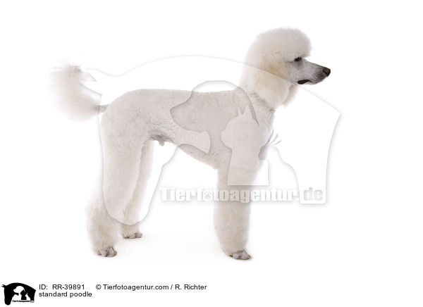 standard poodle / RR-39891