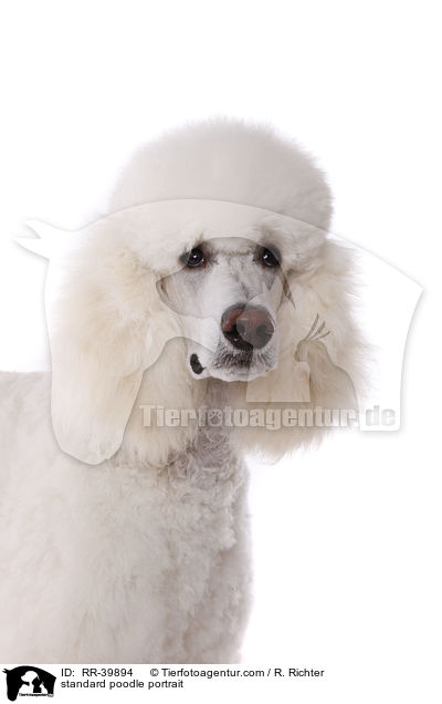 standard poodle portrait / RR-39894