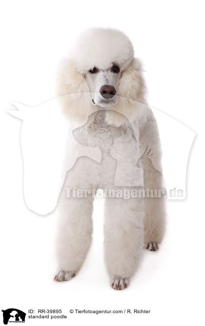 standard poodle / RR-39895