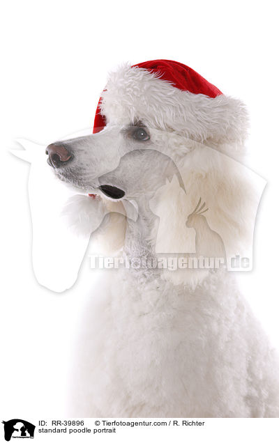 standard poodle portrait / RR-39896