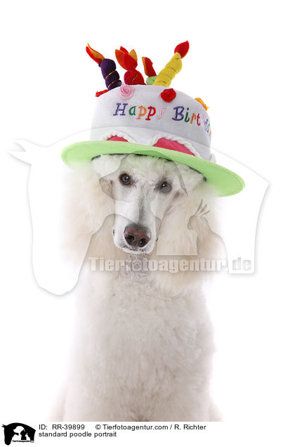 standard poodle portrait / RR-39899