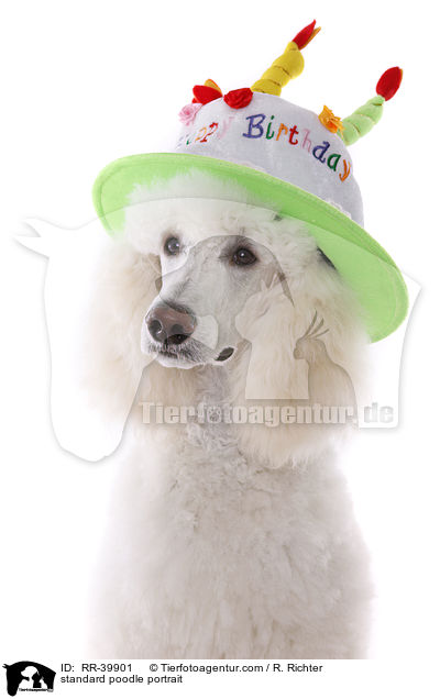 standard poodle portrait / RR-39901