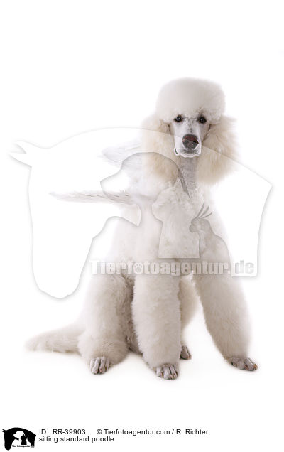sitting standard poodle / RR-39903