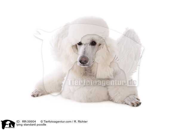 lying standard poodle / RR-39904
