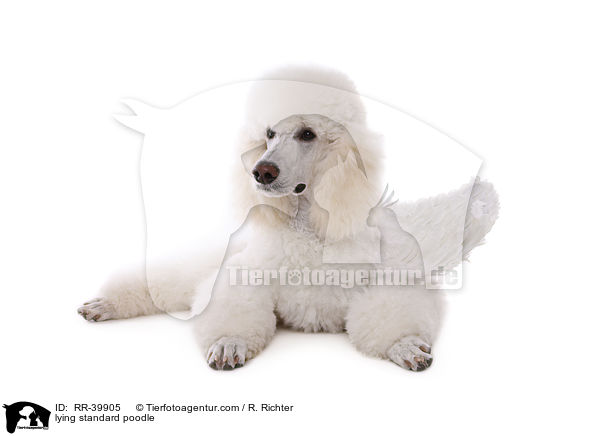 lying standard poodle / RR-39905
