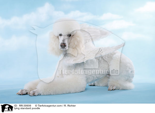lying standard poodle / RR-39906