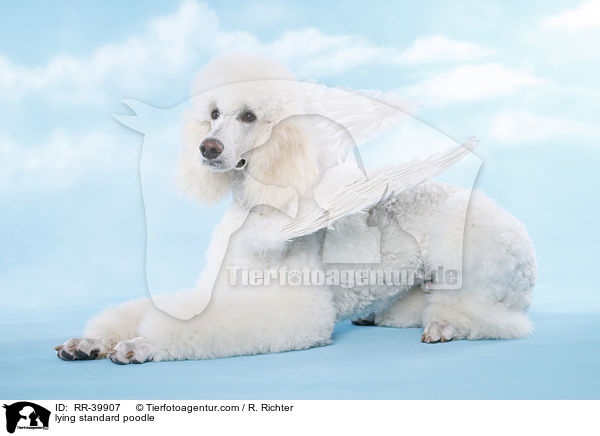 liegender Gropudel / lying standard poodle / RR-39907