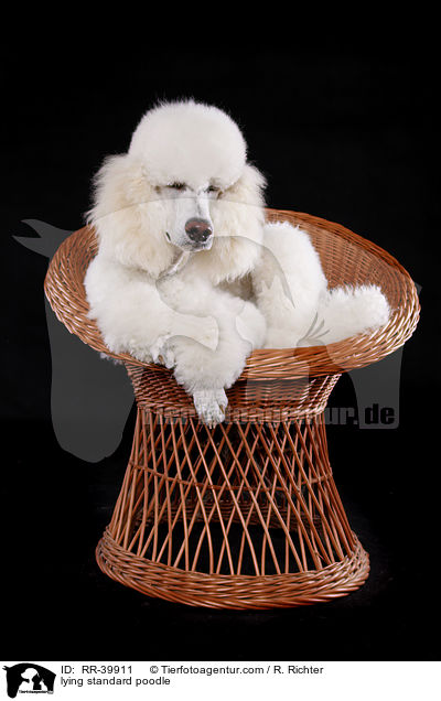 liegender Gropudel / lying standard poodle / RR-39911