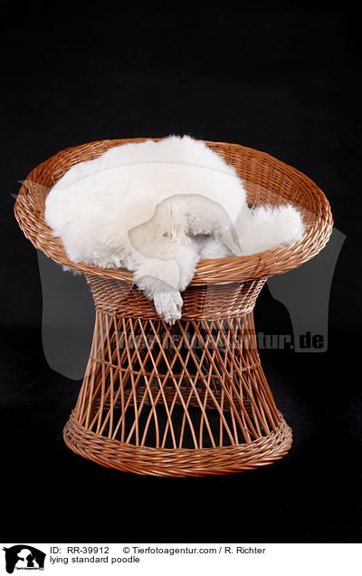 lying standard poodle / RR-39912