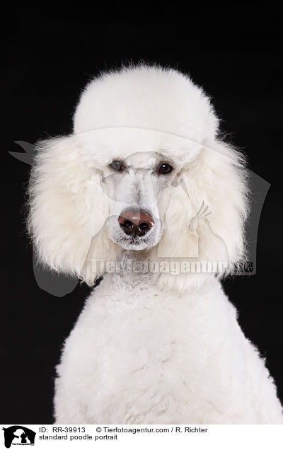 standard poodle portrait / RR-39913