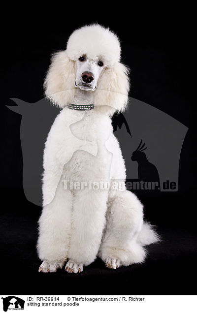 sitting standard poodle / RR-39914