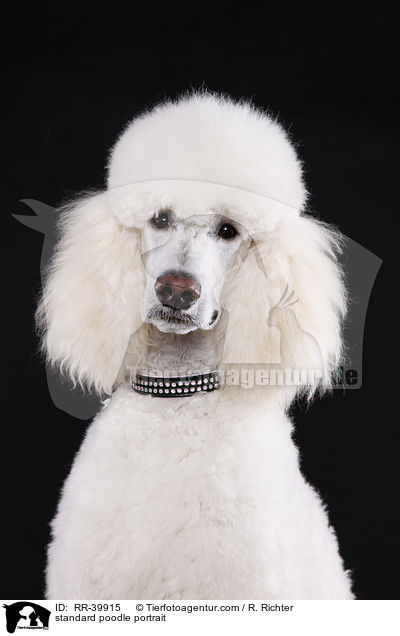 standard poodle portrait / RR-39915