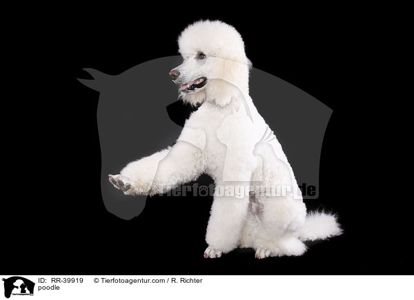 poodle / RR-39919