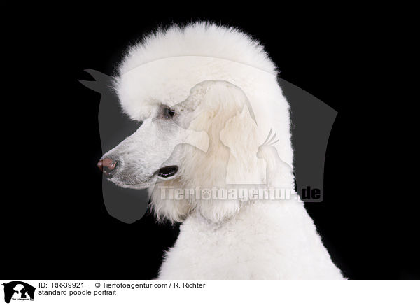 standard poodle portrait / RR-39921
