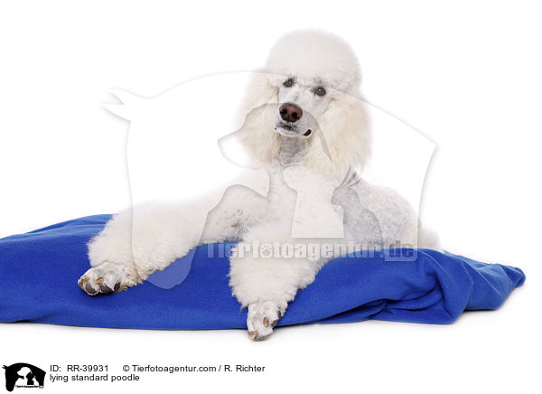 lying standard poodle / RR-39931