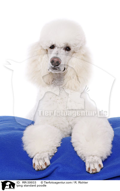 lying standard poodle / RR-39933