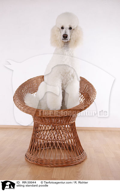 sitting standard poodle / RR-39944