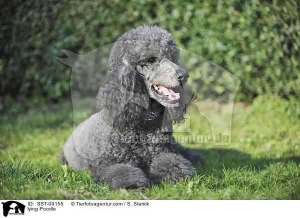 lying Poodle / SST-09155
