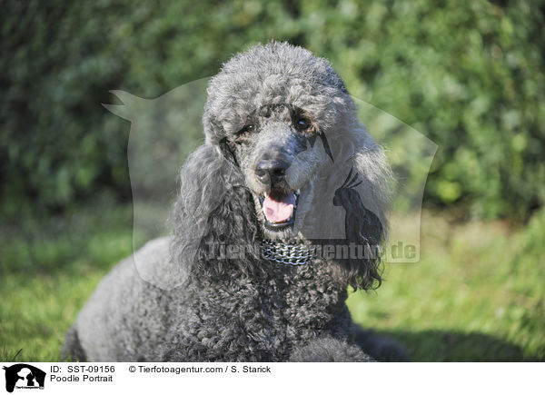 Poodle Portrait / SST-09156
