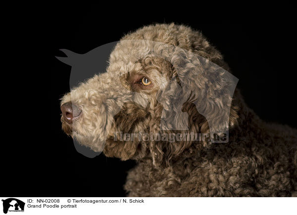 Grand Poodle portrait / NN-02008
