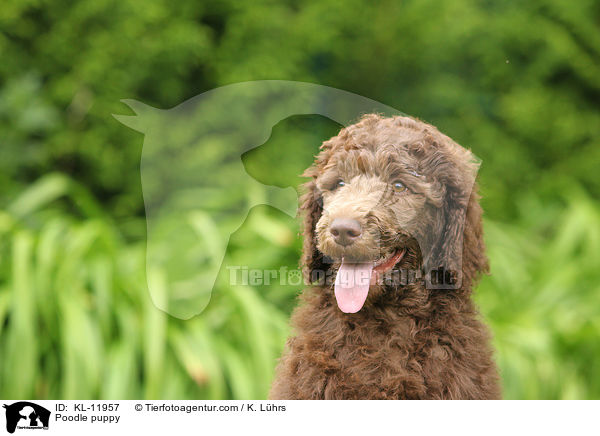 Poodle puppy / KL-11957