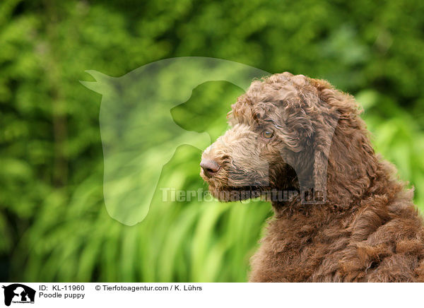 Poodle puppy / KL-11960
