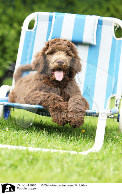Poodle puppy / KL-11965