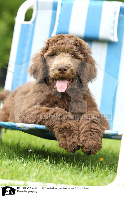 Gropudel Welpe / Poodle puppy / KL-11966