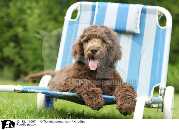 Gropudel Welpe / Poodle puppy / KL-11967