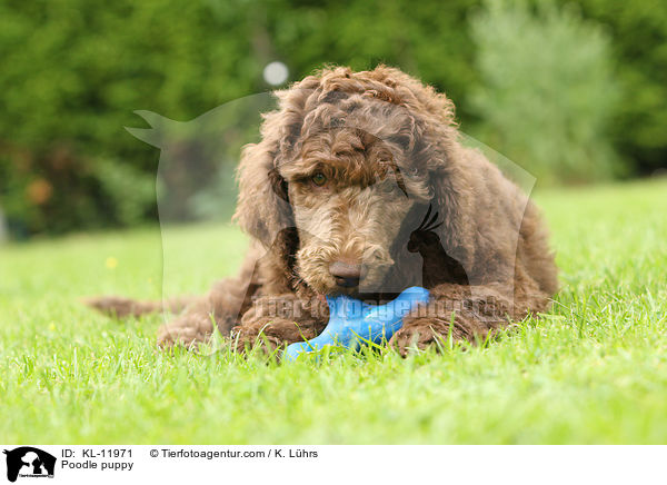 Poodle puppy / KL-11971