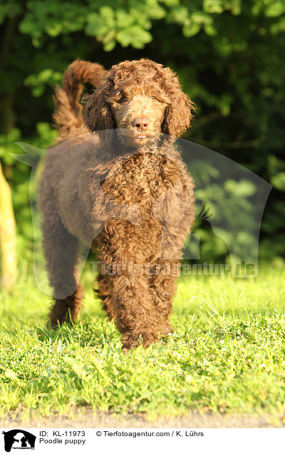 Poodle puppy / KL-11973