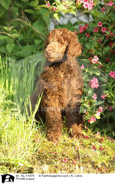 Poodle puppy / KL-11975