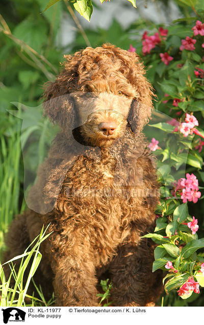 Poodle puppy / KL-11977