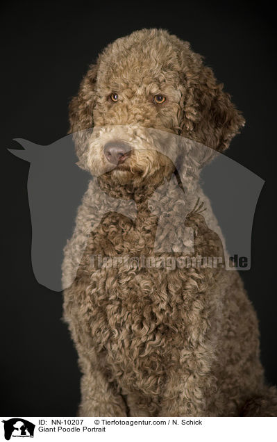Giant Poodle Portrait / NN-10207