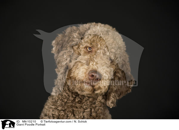 Giant Poodle Portrait / NN-10210