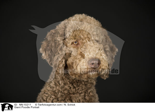 Giant Poodle Portrait / NN-10211