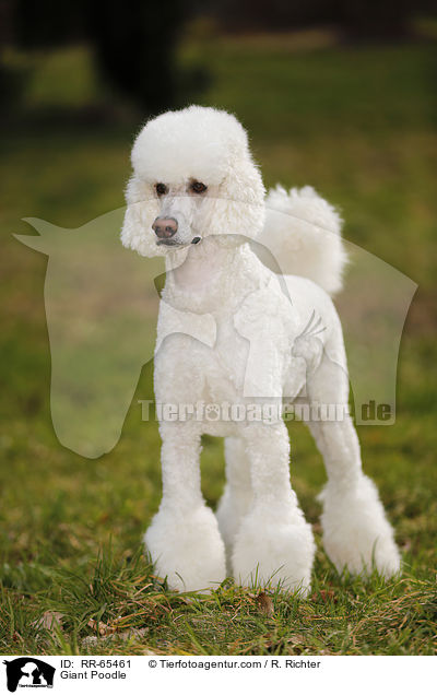 Giant Poodle / RR-65461