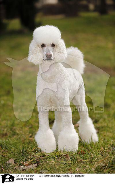 Giant Poodle / RR-65464