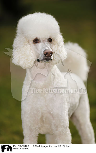 Giant Poodle / RR-65465