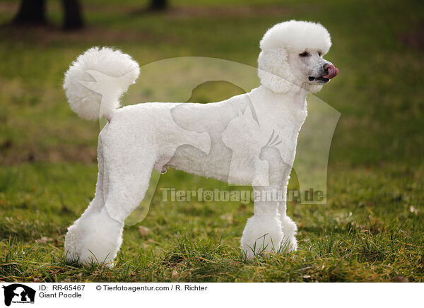 Giant Poodle / RR-65467