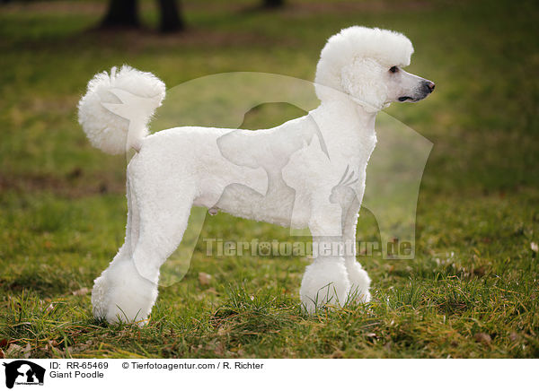 Giant Poodle / RR-65469