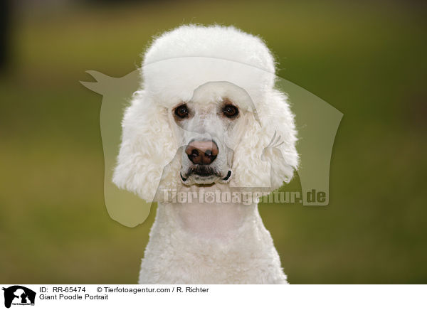Gropudel Portrait / Giant Poodle Portrait / RR-65474