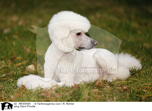 liegender Gropudel / lying Giant Poodle / RR-65485