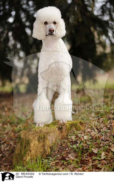 Giant Poodle / RR-65492