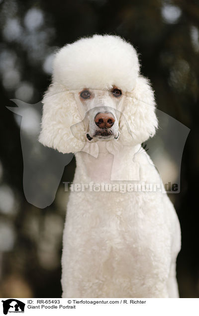 Giant Poodle Portrait / RR-65493