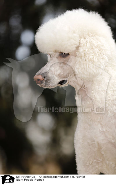 Giant Poodle Portrait / RR-65498