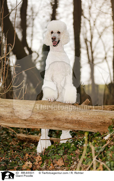 Giant Poodle / RR-65501